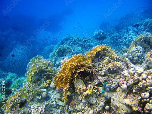 Coral reef in Red sea, Abu Dabab