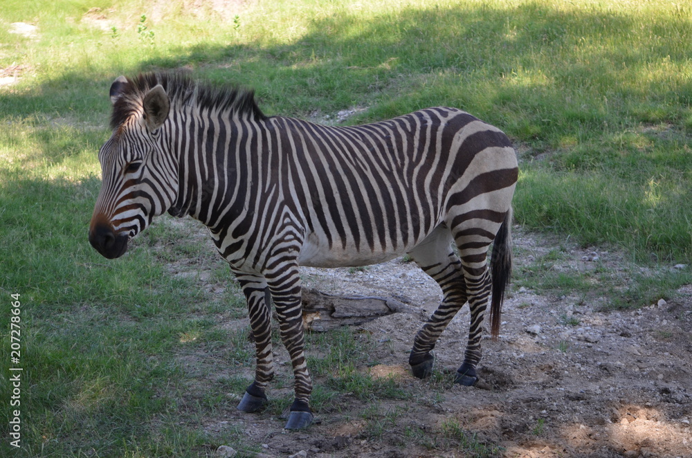 Naklejka premium zebra