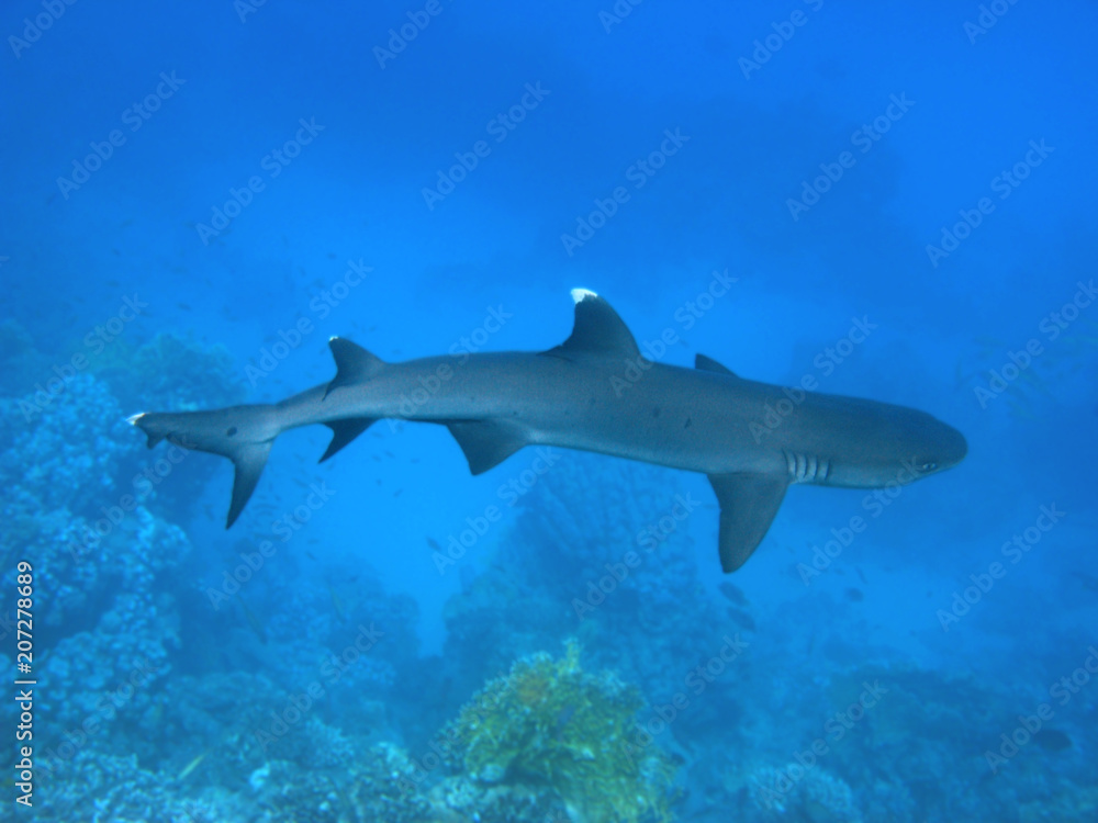 Fototapeta premium Shark