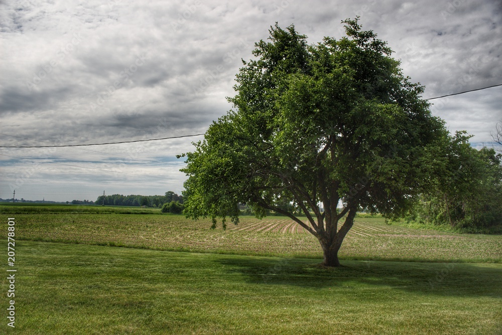 9020 - Frankenmuth Apple Tree (9020-TRE-053018-1104A) 9020 - Frankenmuth Apple Tree (9020-TRE-053018-1104A)