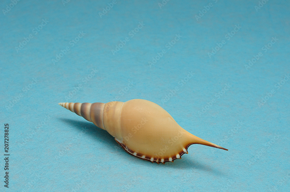 A seashell displayed on a blue background A seashell displayed on a blue background