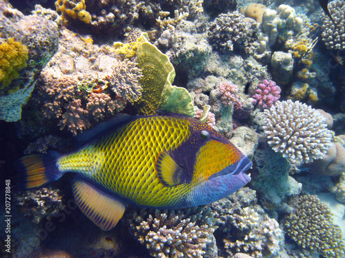 Titan triggerfish and coral photo