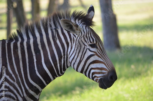 Zebra