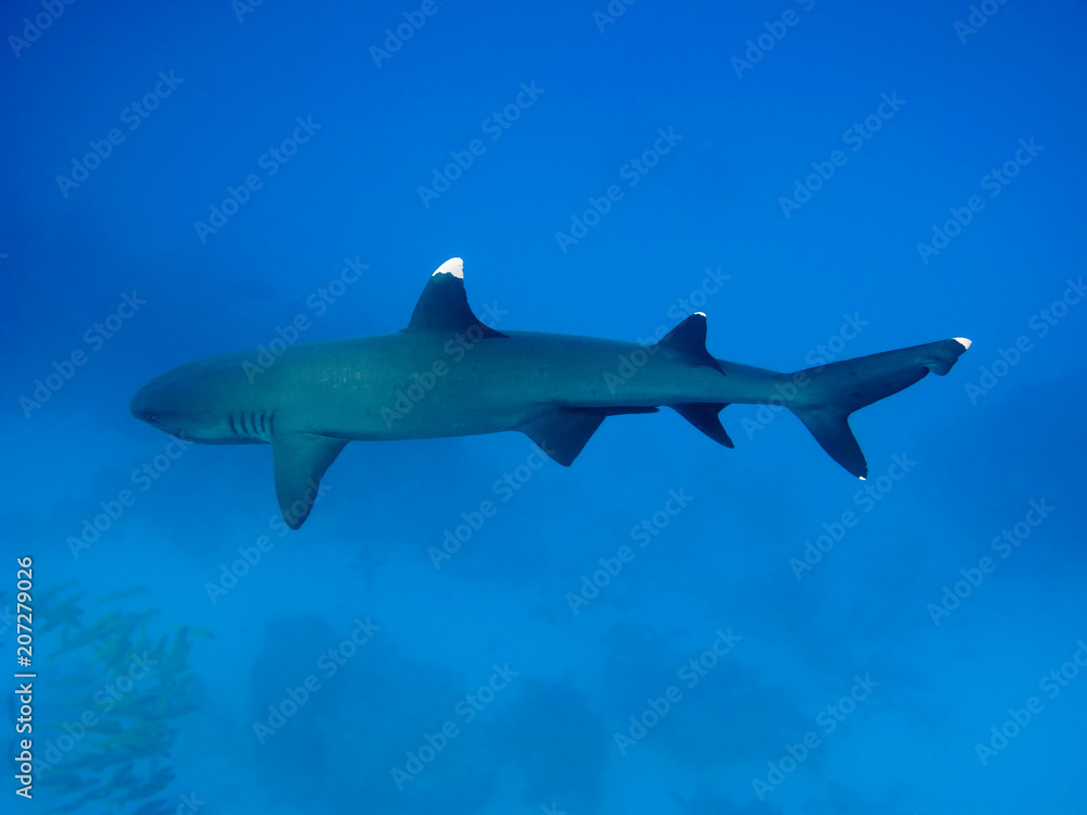 Naklejka premium Whitetip reef shark