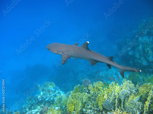 Whitetip reef shark and reef © Vintonyak Roman