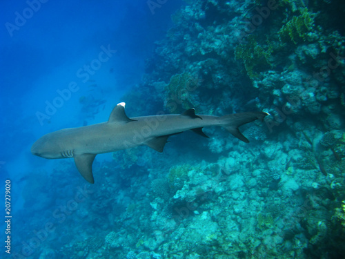 Whitetip reef shark, Marsa Alam
