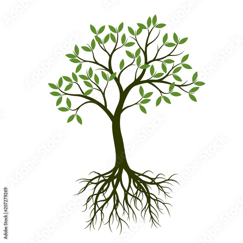 Green Spring Tree with Root. Vector Illustration.