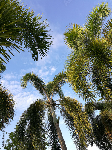 Palm trees  bottom up view