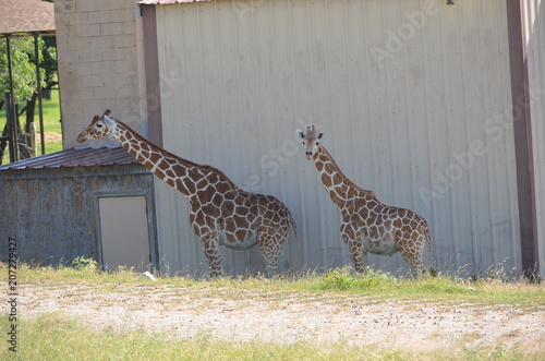 Photography giraffe