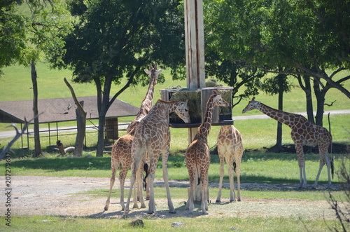 Photography giraffe