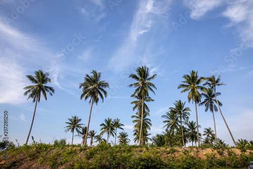 Coconut palms on blue sky