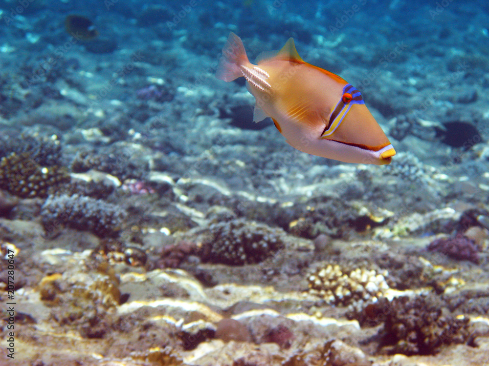 Fototapeta premium Picasso trigger fish