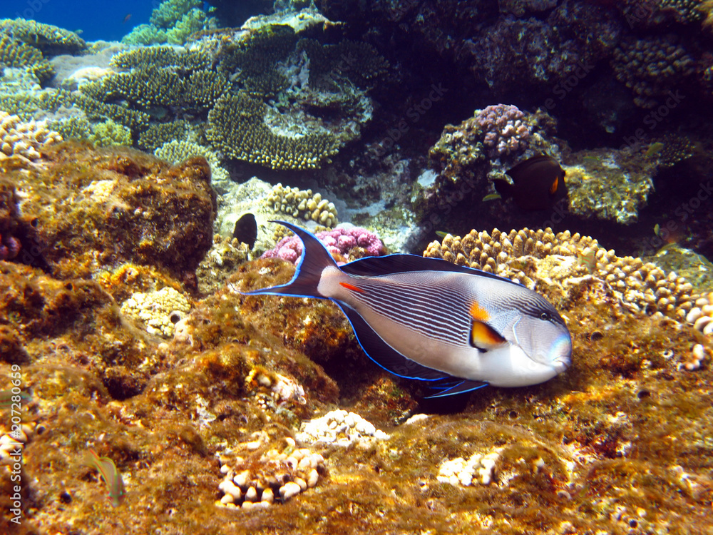 Sohal surgeonfish Sohal surgeonfish