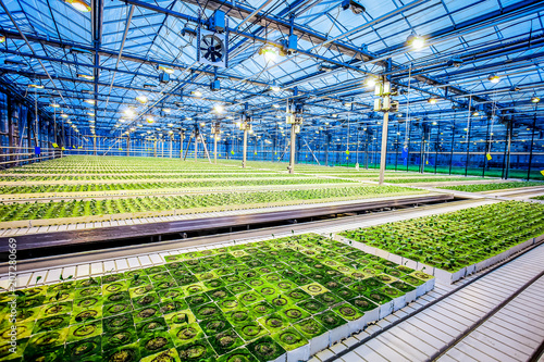 Huge hydroponic plantation system photo