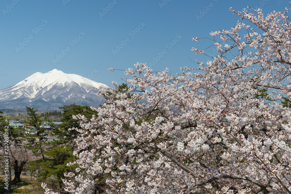 Mt.Iwaki and Sakura cherry blossom in spring.Mount Iwaki is a compound volcano located in the southwest portion of the Tsugaru Plain. Mt.Iwaki and Sakura cherry blossom in spring.Mount Iwaki is a compound volcano located in the southwest portion of the Tsugaru Plain.