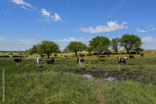 Steers fed on pasture, La Pampa, Argentina
