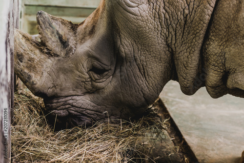 close up view of safari rhino eating meal at zoo