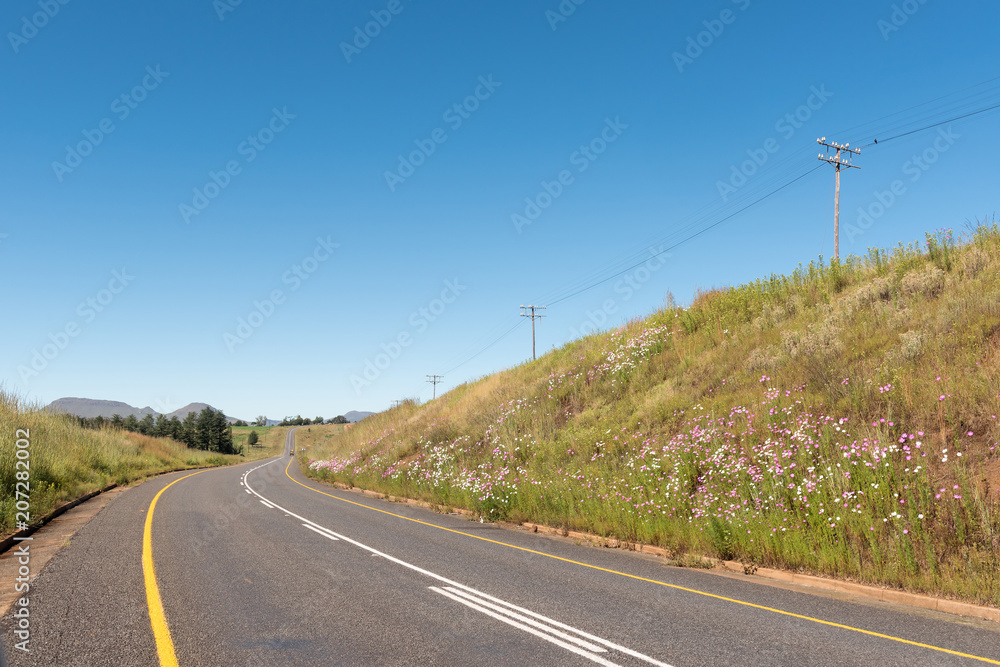 Road landscape with cosmos flowers between Underberg and Kokstad