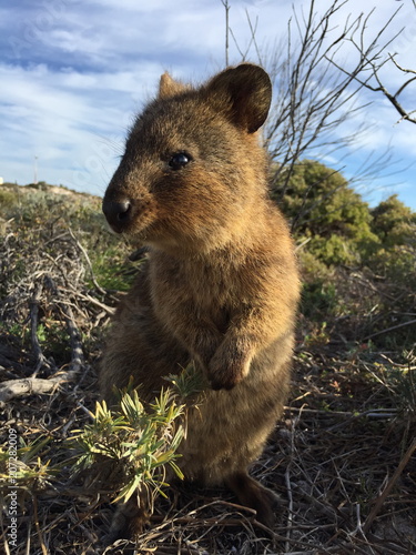 Happiest animal on earth-Quokka-Setonix brachyurus at Rottnest Island, Western Australia