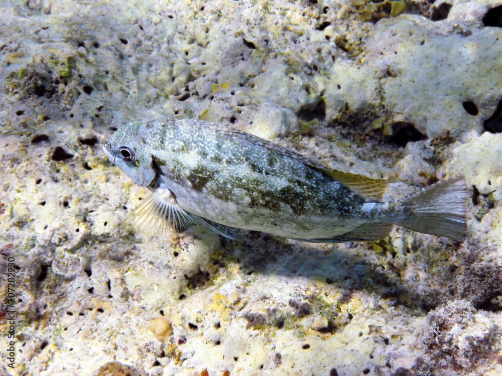 Fototapeta premium Fish and coral