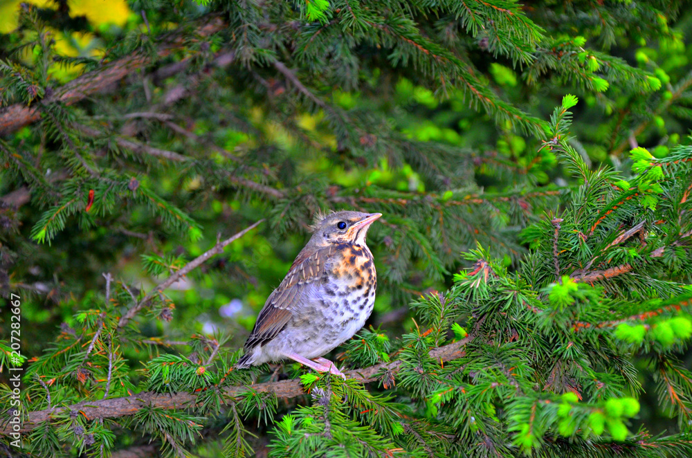 wild bird sitting on a tree wild bird sitting on a tree