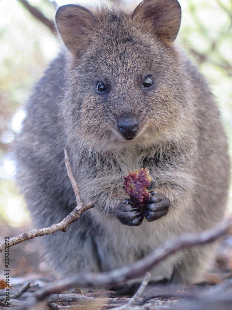 Happiest animal on earth-Quokka-Setonix brachyurus at Rottnest Island ...