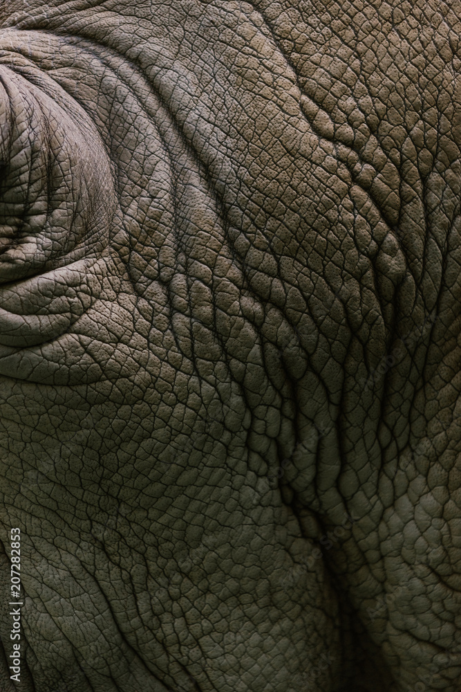 full frame image of white rhino skin background full frame image of white rhino skin background