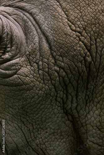 full frame image of white rhino skin background © LIGHTFIELD STUDIOS