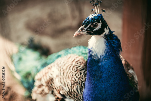 close up image of peacock standing on blurred background
