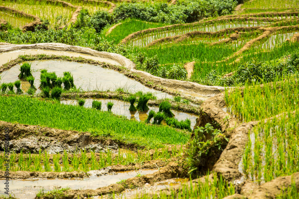 Rice terrace in Sapa Vietnam