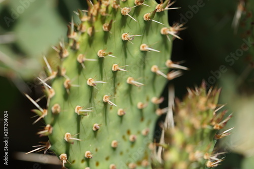 Kaktusblatt