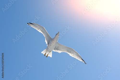 Gulls fly above a pleasure boat
