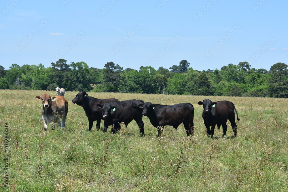 herd of cows in an open pasture