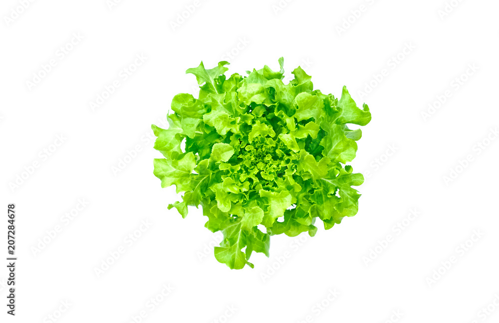 Green Oak Lettuce salad plant, hydroponic vegetable leaves, isolated on white background Green Oak Lettuce salad plant, hydroponic vegetable leaves, isolated on white background
