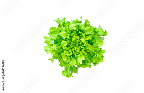 Green Oak Lettuce salad plant, hydroponic vegetable leaves, isolated on white background