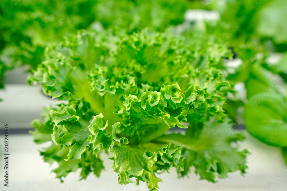 Frillice Iceberg Lettuce salad plant, hydroponic vegetable leaves, isolated on white background Frillice Iceberg Lettuce salad plant, hydroponic vegetable leaves, isolated on white background