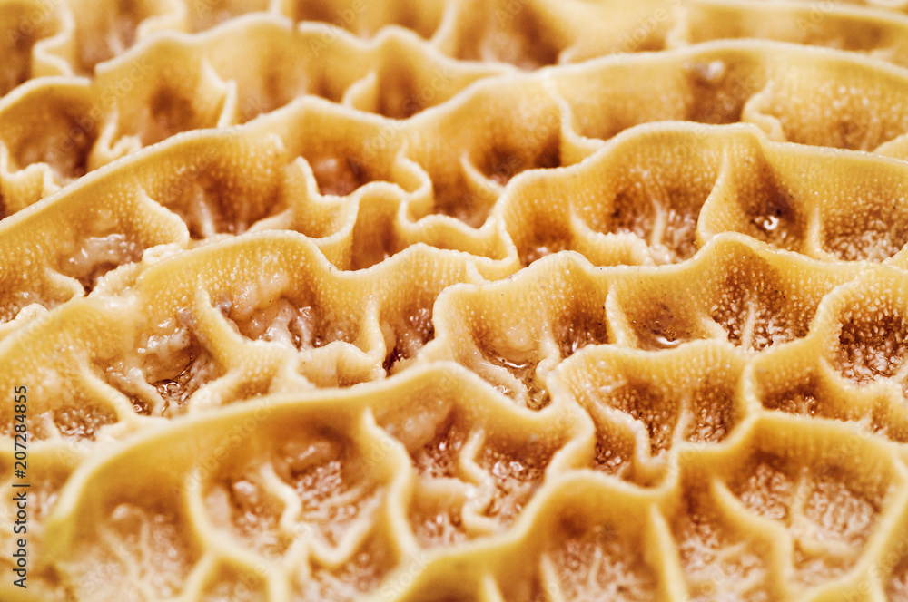 Background of stomach surface Background of stomach surface