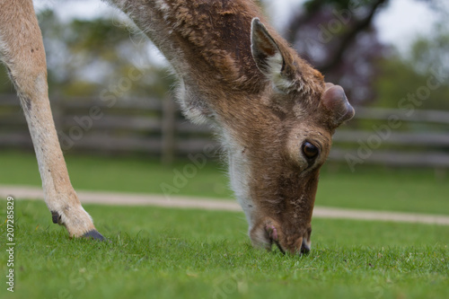 Fototapeta Naklejka Na Ścianę i Meble -  photo of a male fallow deer grazing  on grass with antlers just starting to show