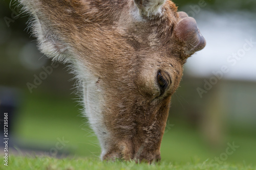 Fototapeta Naklejka Na Ścianę i Meble -  photo of a male fallow deer grazing  on grass with antlers just starting to show