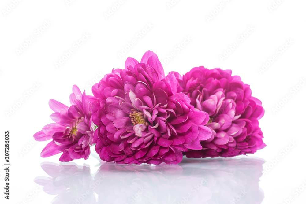 bouquet of beautiful chrysanthemums bouquet of beautiful chrysanthemums