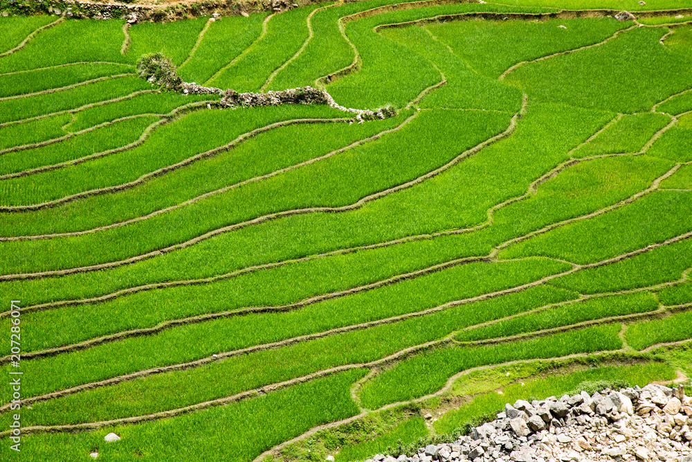 Rice terrace in Sapa Vietnam