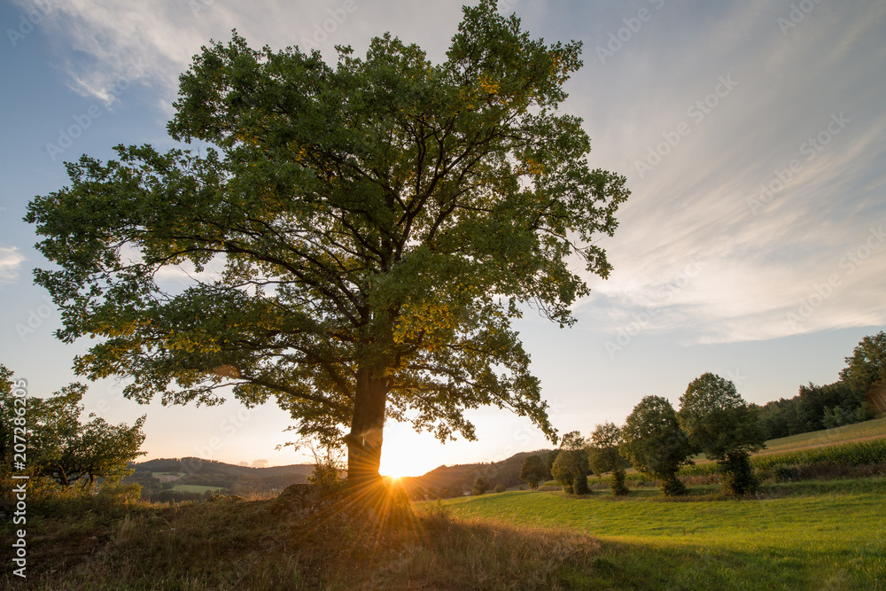 Fototapeta premium Regental in Abendsonne
