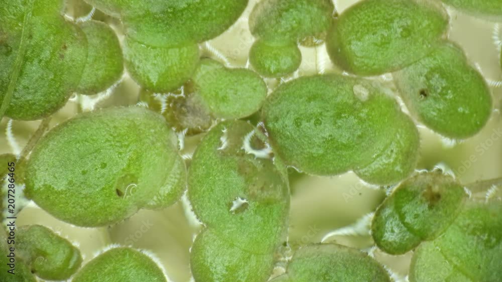a small beetle bug runs through green leaves in a pond under a microscope a small beetle bug runs through green leaves in a pond under a microscope