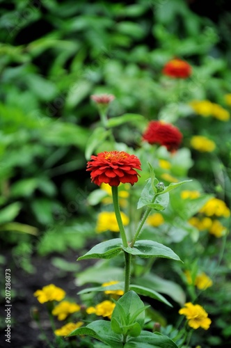 On the flowerbed, red cynium on the background of yellow marigolds