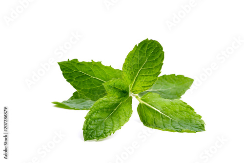 Mint garden, cooking herb Isolated against a white background.