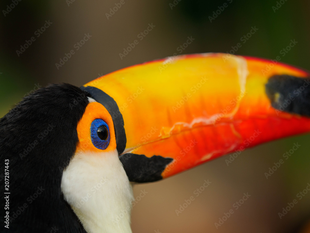 Naklejka premium 青い目のカラフルな鳥