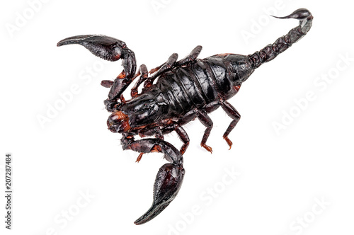 dangerous fried scorpion on white
