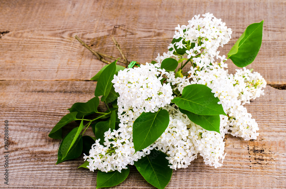 Flowering branches of white lilacs