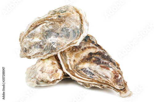 delicious raw oysters on white photo