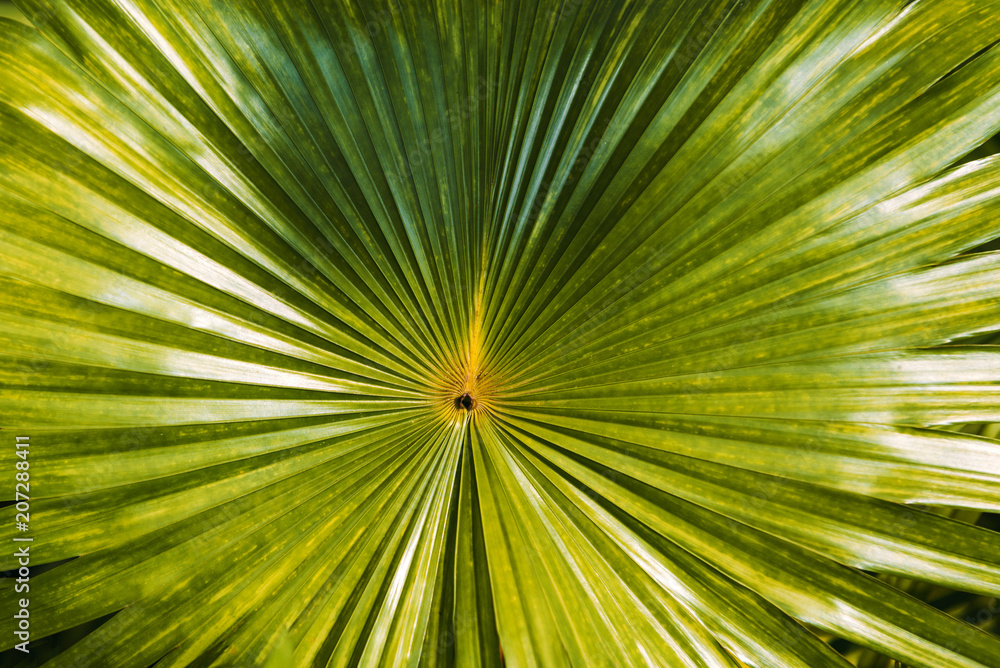 Obraz premium Close up picture of a tropical green leaf background. Low key leaf texture